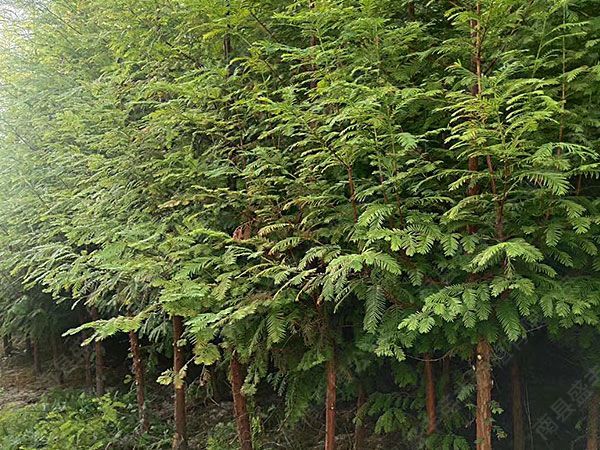 金葉水杉掀起園林苗木種植的彩葉革命